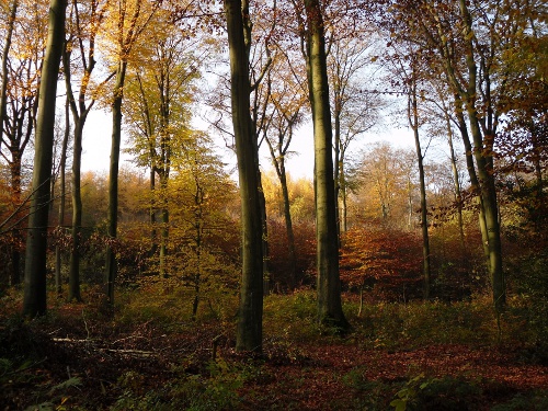 Herbstwald Herbstwald